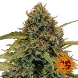 3 UND FEM - BAD AZZ KUSH * BARNEY'S FARM 3 UND FEMINIZADAS