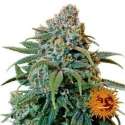 3 UND FEM - LIBERTY HAZE * BARNEY'S FARM 3 UND FEMINIZADAS