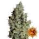 3 UND FEM - TANGERINE DREAM * BARNEY'S FARM 3 UND FEMINIZADAS