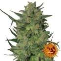 3 UND FEM - LSD * BARNEY'S FARM 3 UND FEMINIZADAS