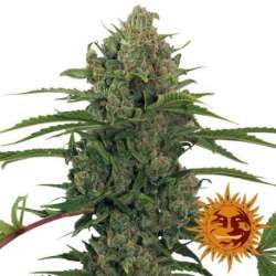 3 UND FEM - CRITICAL KUSH (AUTO FLOWERING) * BARNEY'S FARM 3 UND FEMINIZADAS