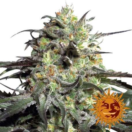 3 UND FEM - PEYOTE COOKIES * BARNEY'S FARM 3 UND FEMINIZADAS