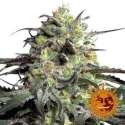 3 UND FEM - PEYOTE COOKIES * BARNEY'S FARM 3 UND FEMINIZADAS