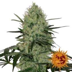 3 UND FEM - TANGERINE DREAM (AUTO FLOWERING) * BARNEY'S FARM FEM 3 UND