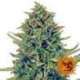 5 UND FEM - CBD BLUE SHARK * BARNEY'S FARM 5 UND FEMINIZADAS