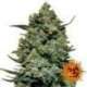 5 UND FEM - COOKIES KUSH * BARNEY'S FARM 5 UND FEMINIZADAS