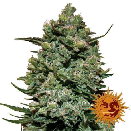5 UND FEM - COOKIES KUSH * BARNEY'S FARM 5 UND FEMINIZADAS