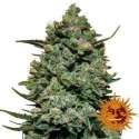 5 UND FEM - COOKIES KUSH * BARNEY'S FARM 5 UND FEMINIZADAS