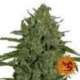 5 UND FEM - TRIPLE CHEESE * BARNEY'S FARM 5 UND FEMINIZADAS