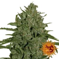 5 UND FEM - TRIPLE CHEESE * BARNEY'S FARM 5 UND FEMINIZADAS