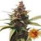 5 UND FEM - AYAHUASCA PURPLE * BARNEY'S FARM 5 UND FEMINIZADAS