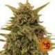 5 UND FEM - BLUEBERRY OG * BARNEY'S FARM 5 UND FEMINIZADAS