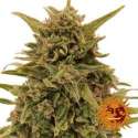 5 UND FEM - BLUEBERRY OG * BARNEY'S FARM 5 UND FEMINIZADAS
