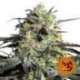 5 UND FEM - PEYOTE COOKIES * BARNEY'S FARM 5 UND FEMINIZADAS
