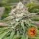 5 UND FEM - PEYOTE CRITICAL * BARNEY'S FARM 5 UND FEMINIZADAS