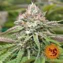 5 UND FEM - PEYOTE CRITICAL * BARNEY'S FARM 5 UND FEMINIZADAS