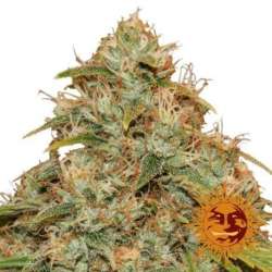 5 UND FEM - CBD LEMON POTION AUTO * BARNEY'S FARM 5 UND FEMINIZADAS