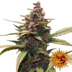10 UND FEM - AYAHUASCA PURPLE * BARNEY'S FARM 10 UND FEMINIZADAS