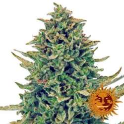 10 UND FEM - CBD BLUE SHARK * BARNEY'S FARM 10 UND FEMINIZADAS