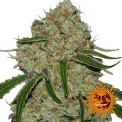 10 UND FEM - PHANTOM OG * BARNEY'S FARM 10 UND FEMINIZADAS
