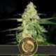 3 UND FEM - ORIGINAL CLON * BLIMBURN SEEDS 3 UND FEMINIZADAS