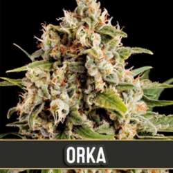 3 UND FEM - ORKA * BLIMBURN SEEDS 3 UND FEMINIZADAS