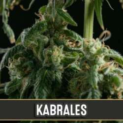 3 UND FEM - KABRALES * BLIMBURN SEEDS 3 UND FEMINIZADAS