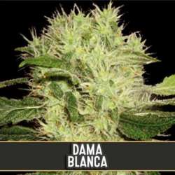 3 UND FEM - DAMA BLANCA * BLIMBURN SEEDS 3 UND FEMINIZADAS