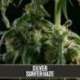 3 UND FEM - SILVER SURFER HAZE * BLIMBURN SEEDS 3 UND FEMINIZADAS