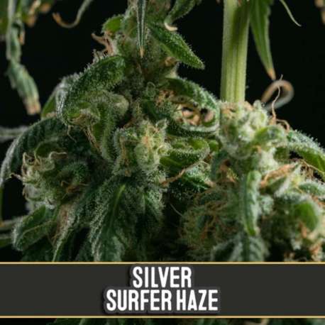 3 UND FEM - SILVER SURFER HAZE * BLIMBURN SEEDS 3 UND FEMINIZADAS