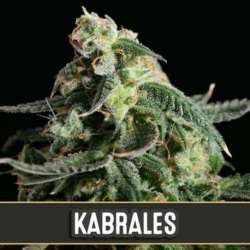 3 UND FEM - KABRALES AUTO * BLIMBURN SEEDS 3 UND FEMINIZADAS