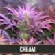 3 UND FEM - CREAM AUTO * BLIMBURN SEEDS 3 UND FEMINIZADAS