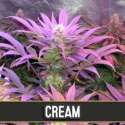 3 UND FEM - CREAM AUTO * BLIMBURN SEEDS 3 UND FEMINIZADAS