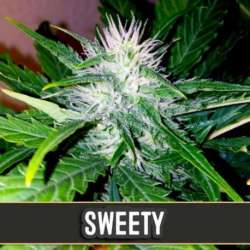 3 UND FEM - SWEETY AUTO * BLIMBURN SEEDS 3 UND FEMINIZADAS