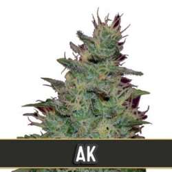 3 UND FEM - AK AUTO * BLIMBURN SEEDS 3 UND FEMINIZADAS