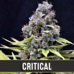 3 UND FEM - CRITICAL AUTO * BLIMBURN SEEDS 3 UND FEMINIZADAS