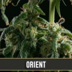 3 UND FEM - ORIENT AUTO * BLIMBURN SEEDS 3 UND FEMINIZADAS