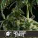 3 UND FEM - GIRL SCOUT COOKIES * BLIMBURN SEEDS 3 UND FEMINIZADAS