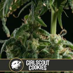 3 UND FEM - GIRL SCOUT COOKIES * BLIMBURN SEEDS 3 UND FEMINIZADAS