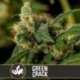 3 UND FEM - GREEN CRACK * BLIMBURN SEEDS 3 UND FEMINIZADAS