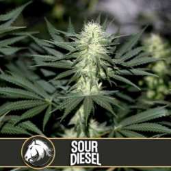 3 UND FEM - SOUR DIESEL * BLIMBURN SEEDS 3 UND FEMINIZADAS