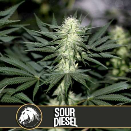 3 UND FEM - SOUR DIESEL * BLIMBURN SEEDS 3 UND FEMINIZADAS
