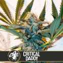3 UND FEM - CRITICAL DADDY PURPLE * BLIMBURN SEEDS 3 UND FEMINIZADAS