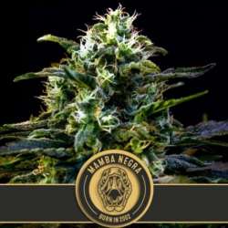6 UND FEM - MAMBA NEGRA * BLIMBURN SEEDS 6 UND FEMINIZADAS
