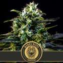 6 UND FEM - MAMBA NEGRA * BLIMBURN SEEDS 6 UND FEMINIZADAS