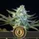 6 UND FEM - GUANABANA * BLIMBURN SEEDS 6 UND FEMINIZADAS