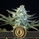 6 UND FEM - GUANABANA * BLIMBURN SEEDS 6 UND FEMINIZADAS