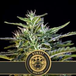 6 UND FEM - WOMBAT * BLIMBURN SEEDS 6 UND FEMINIZADAS