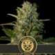 6 UND FEM - SANTA MUERTE * BLIMBURN SEEDS 6 UND FEMINIZADAS