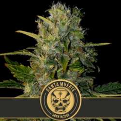 6 UND FEM - SANTA MUERTE * BLIMBURN SEEDS 6 UND FEMINIZADAS
